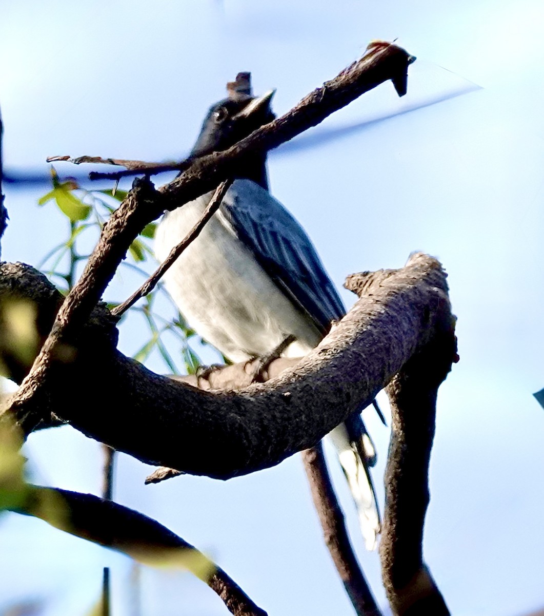 Black-headed Cuckooshrike - ML646886522