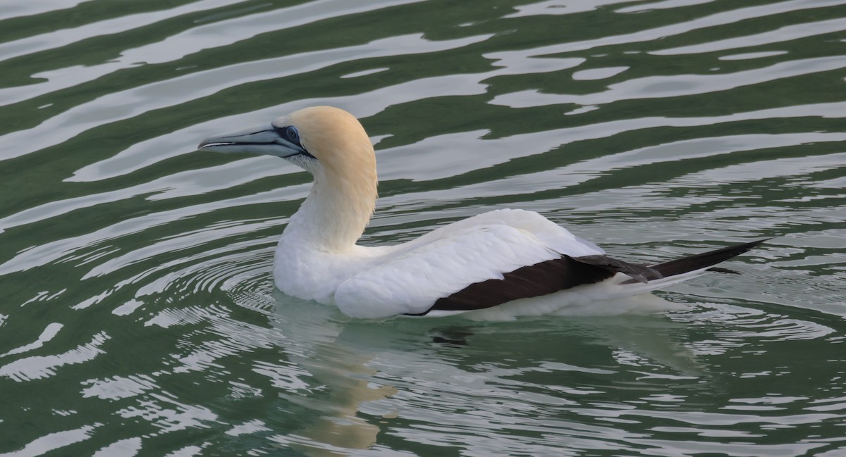 Сула австралійська - ML646886523