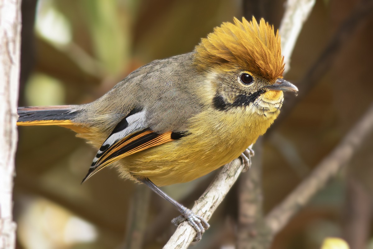 Chestnut-tailed Minla - ML646886524