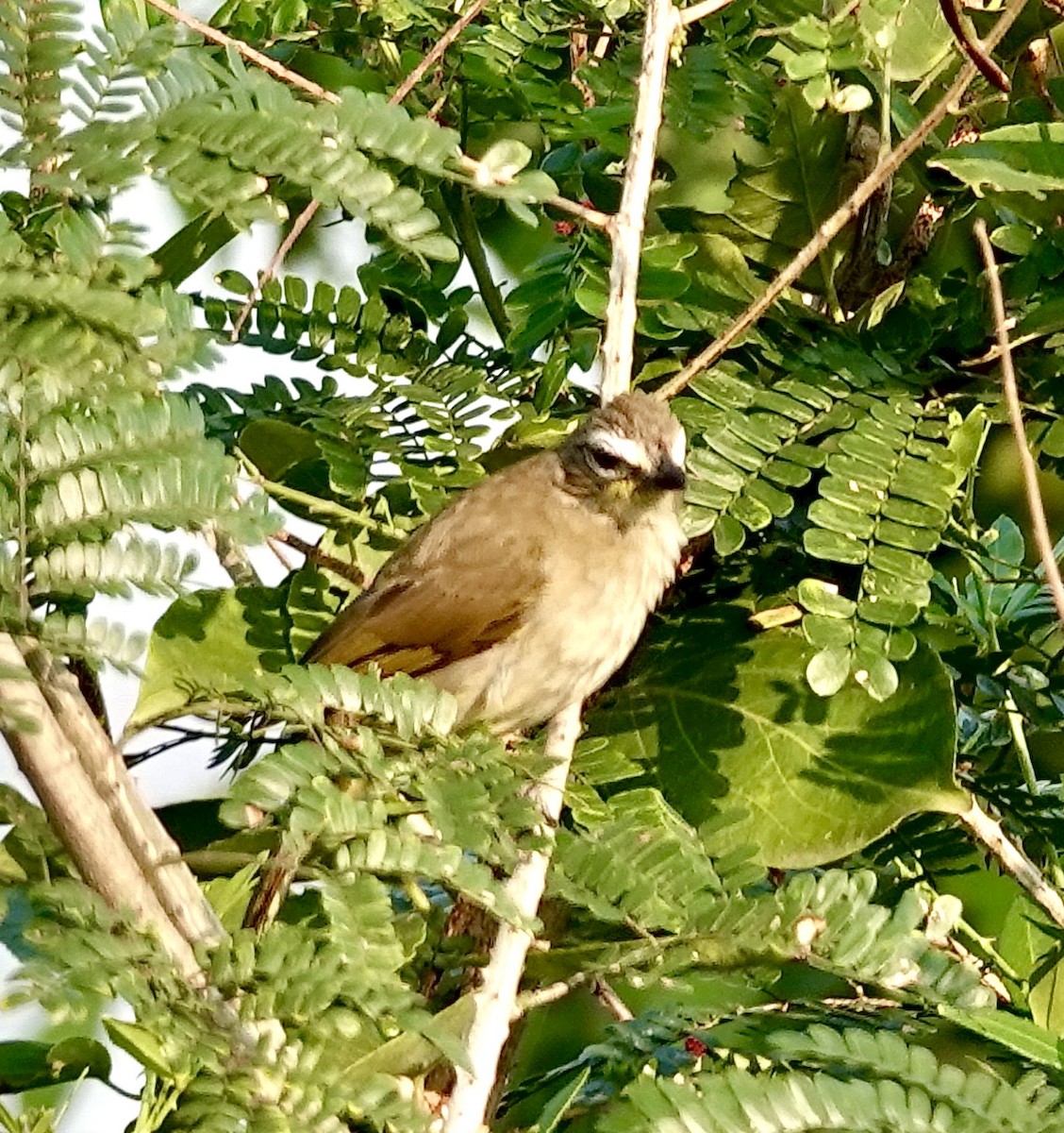 White-browed Bulbul - ML646886527