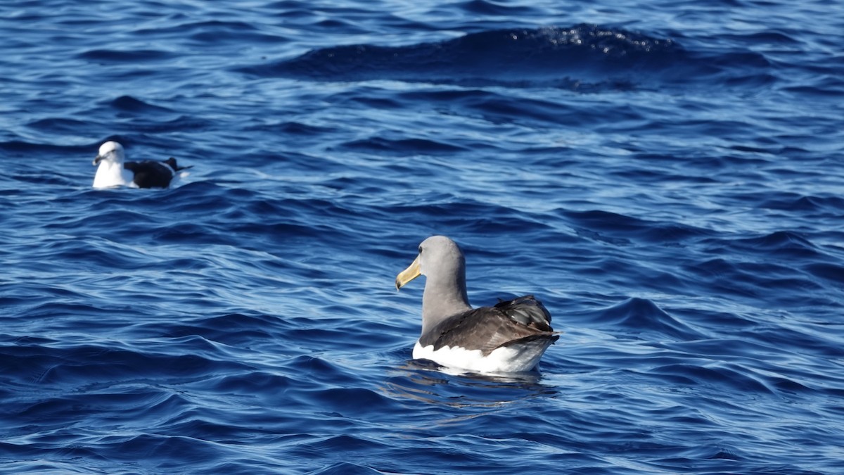 Chatham Albatross - ML646886532