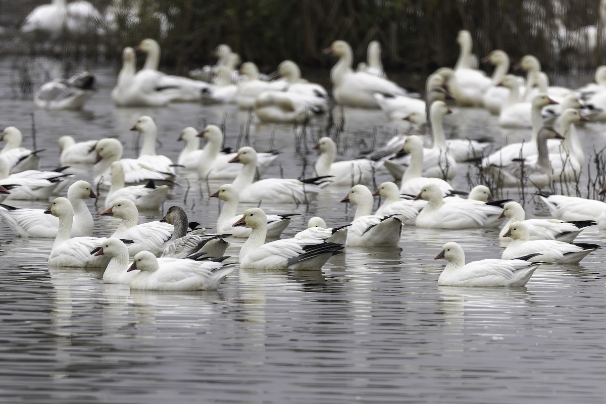 Elur-antzara - ML646886533