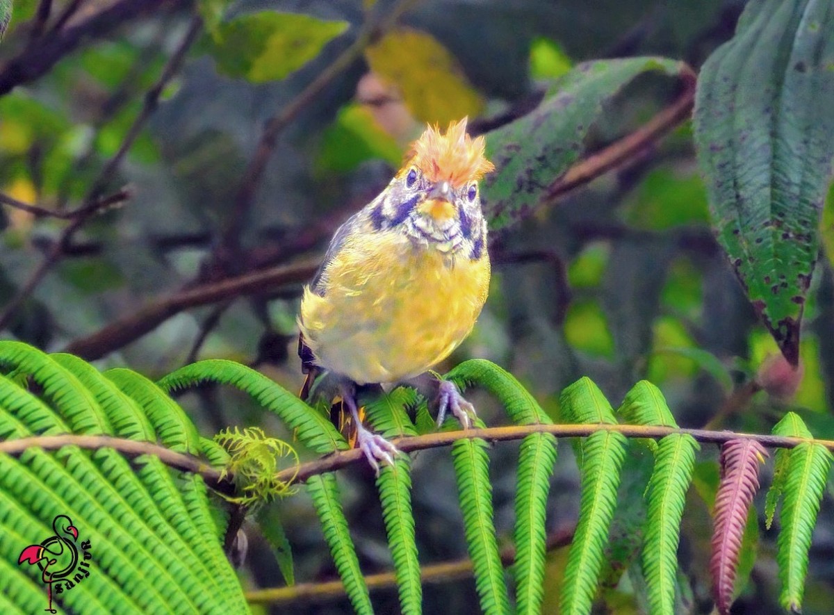 Chestnut-tailed Minla - ML646886534