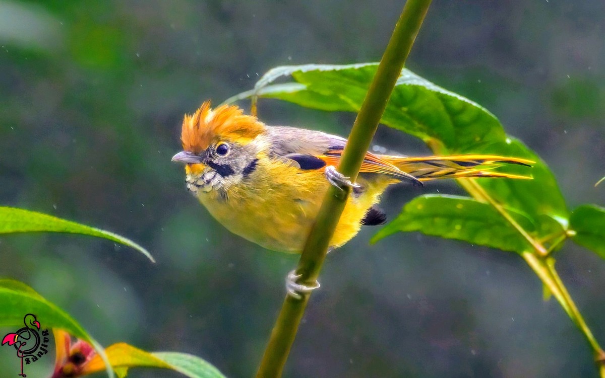 Chestnut-tailed Minla - ML646886535