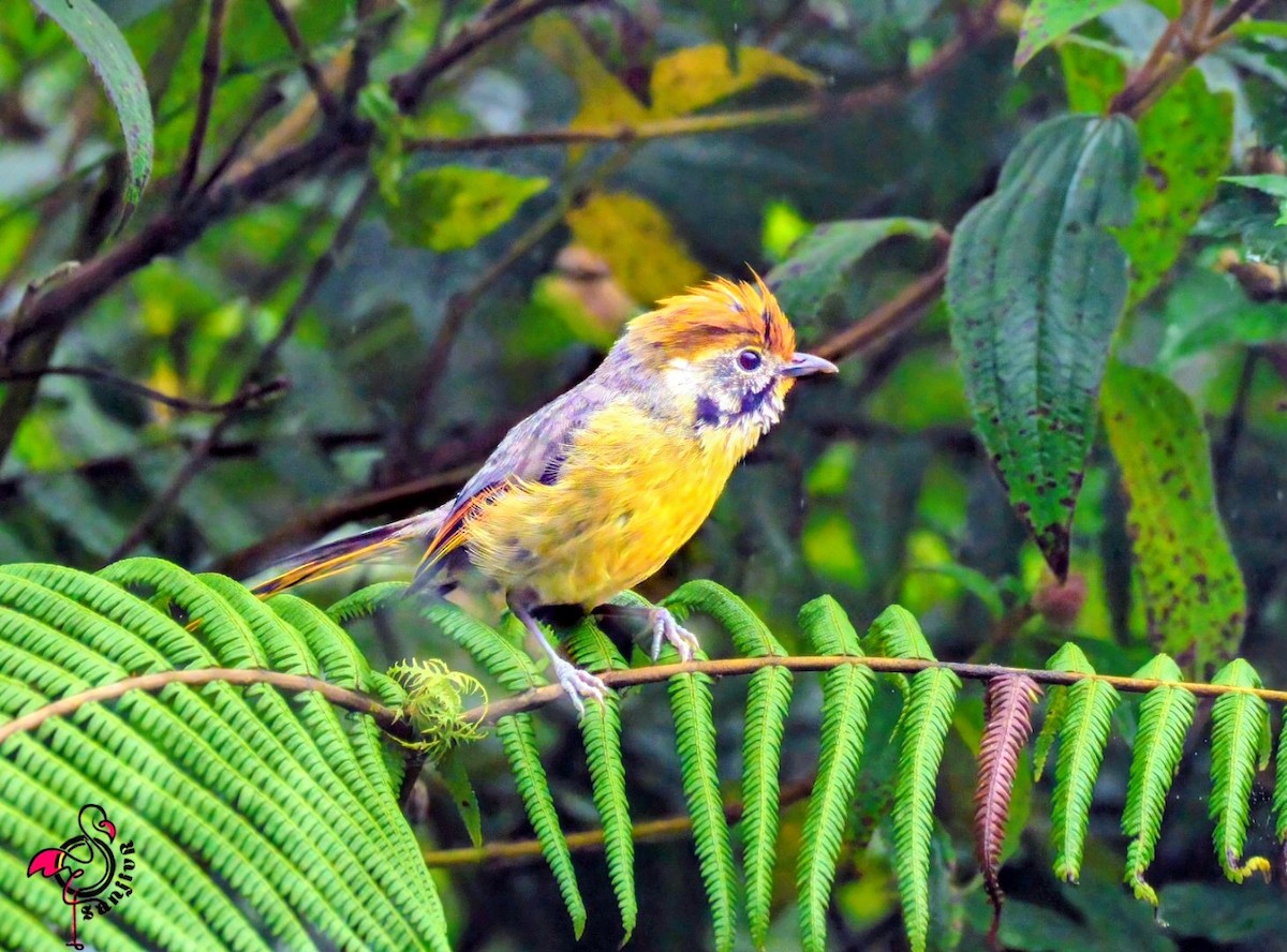 Chestnut-tailed Minla - ML646886536