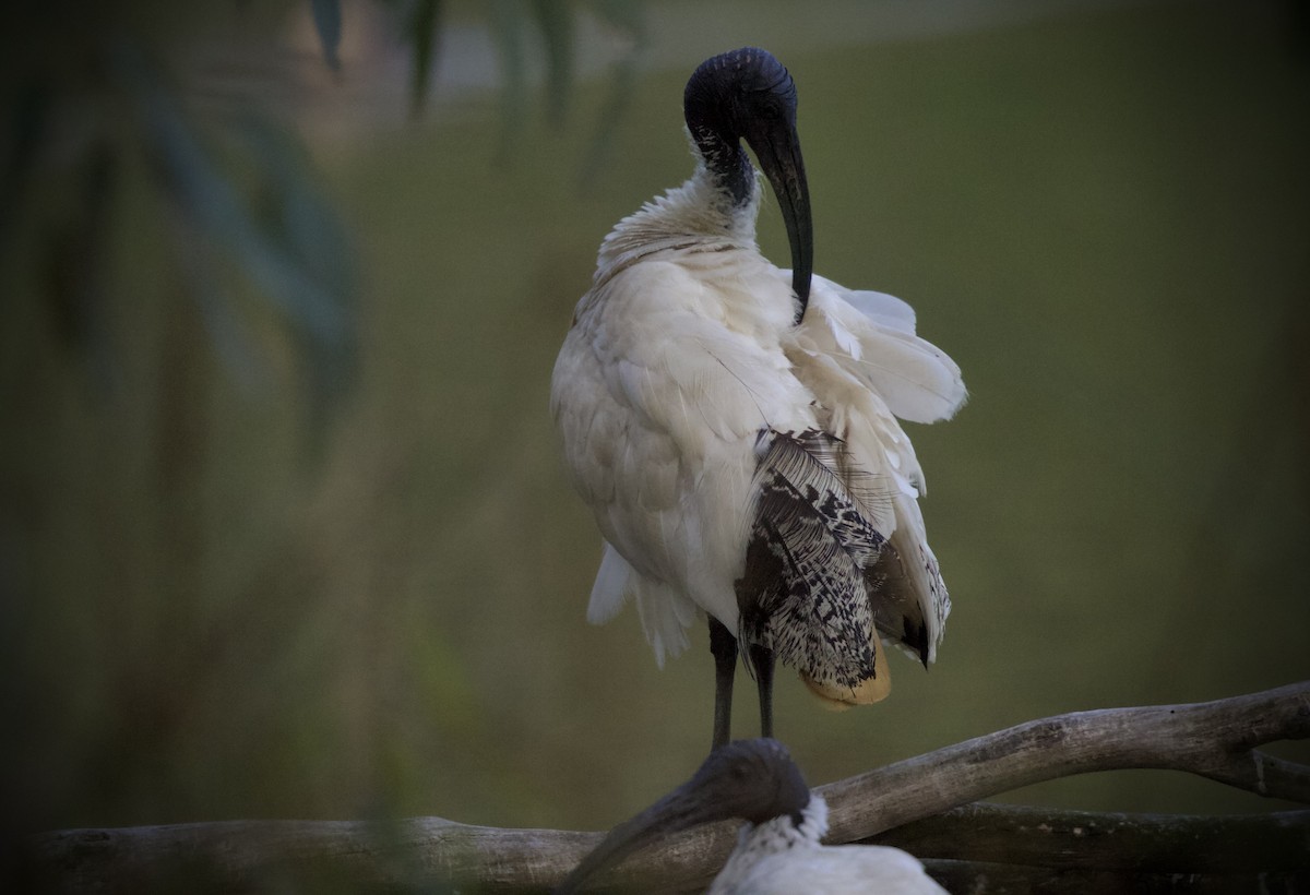 Australian Ibis - ML646886537