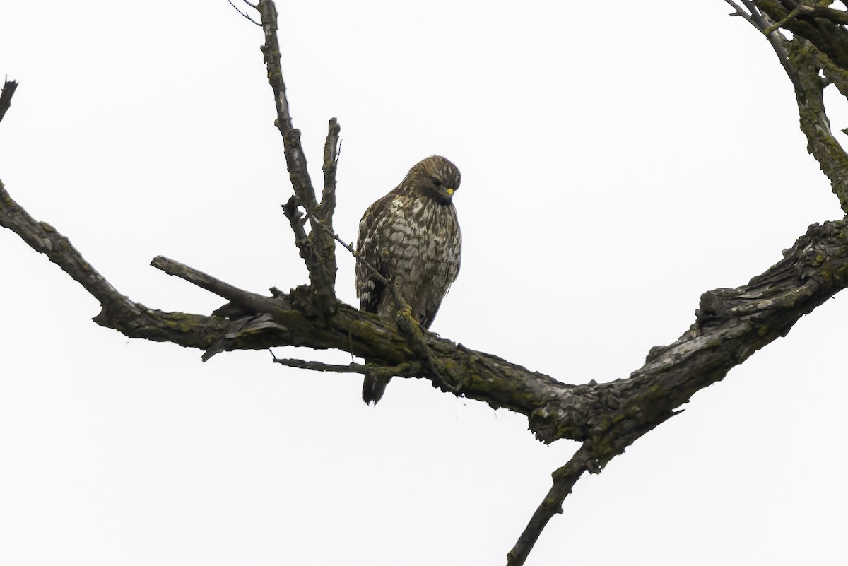 Red-shouldered Hawk - ML646886543