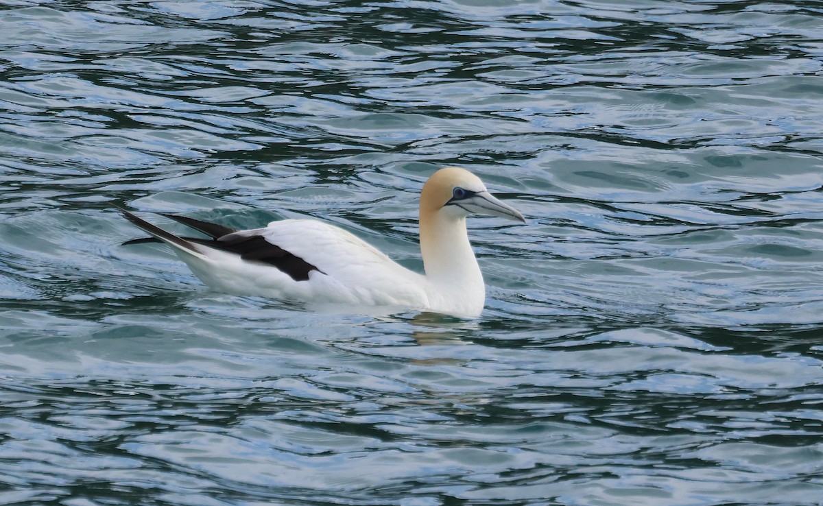 Сула австралійська - ML646886548