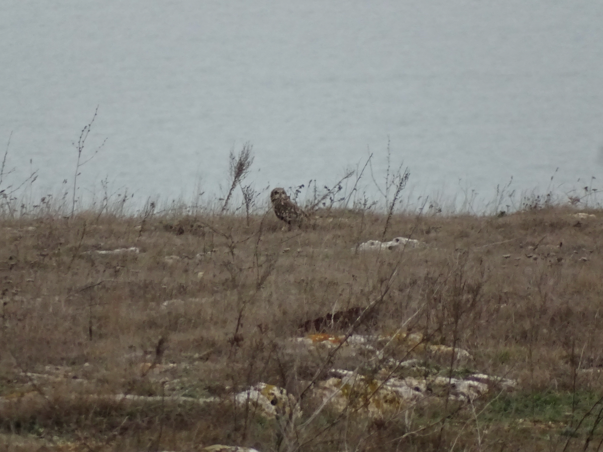 コミミズク - ML646886553