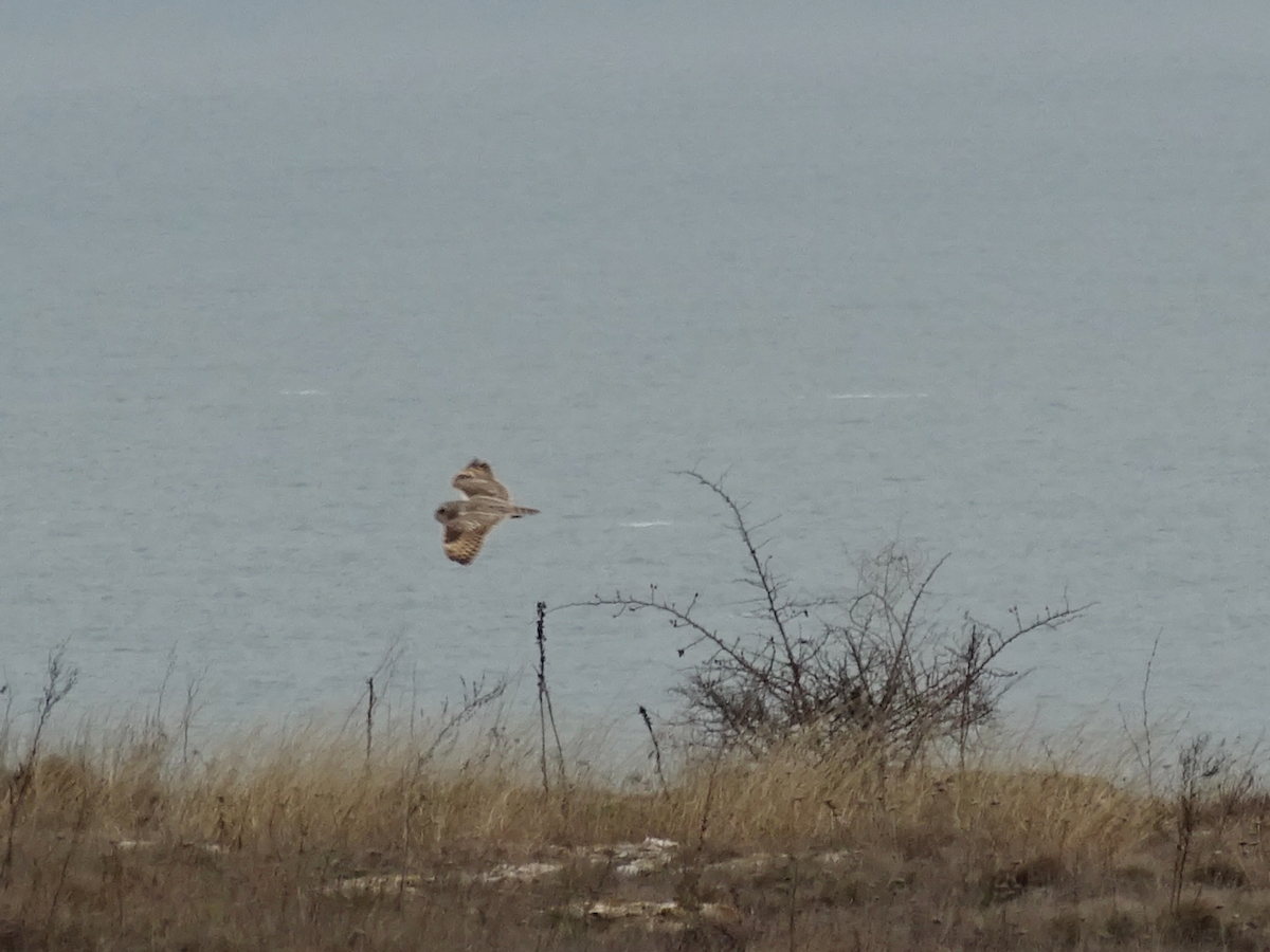 コミミズク - ML646886554