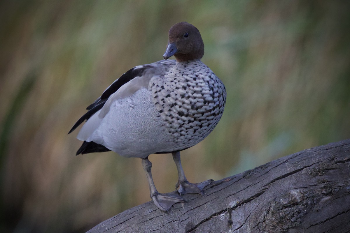 Maned Duck - ML646886555