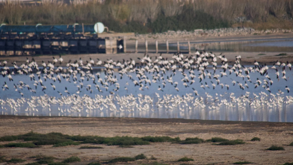 Abozeta laranja - ML646886557