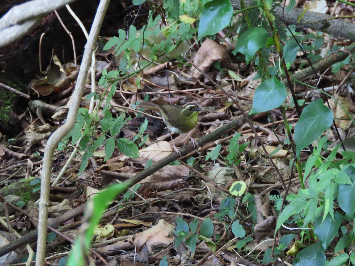 キノドヤブムシクイ - ML646886559