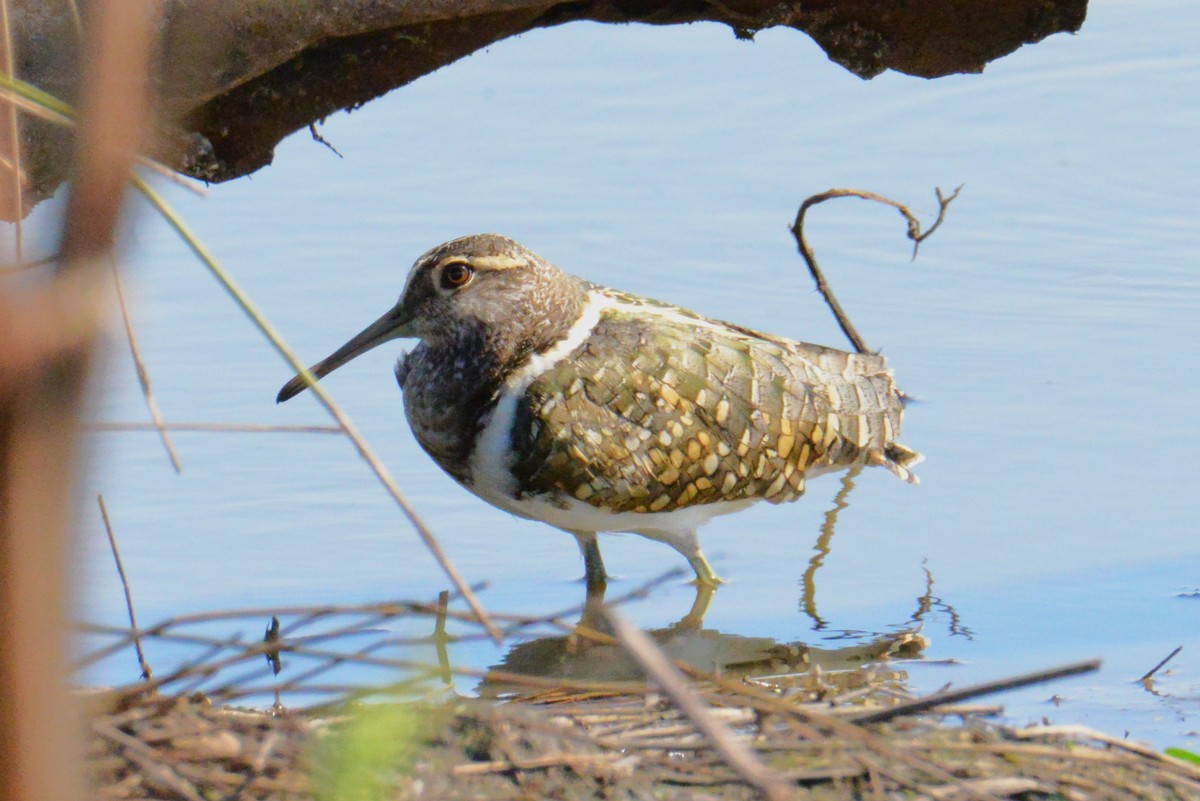 Australian Painted-Snipe - ML646886560