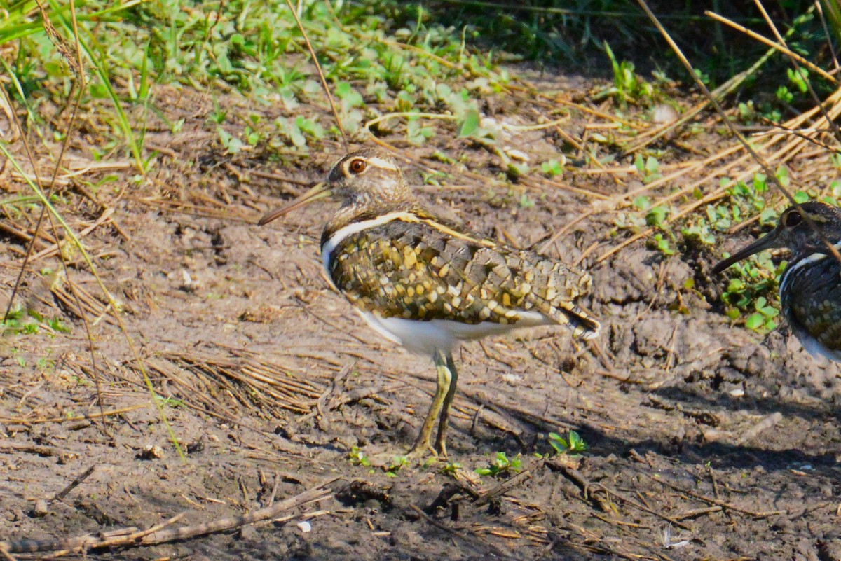 Australian Painted-Snipe - ML646886561