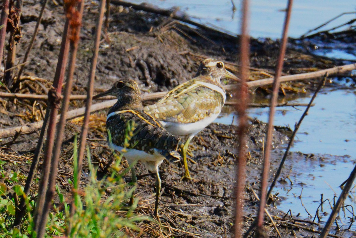 Australian Painted-Snipe - ML646886562