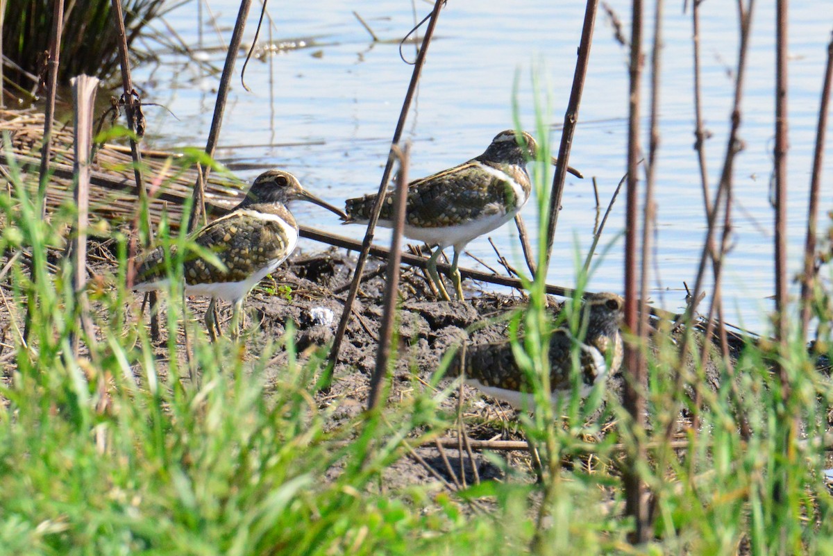 Australian Painted-Snipe - ML646886563