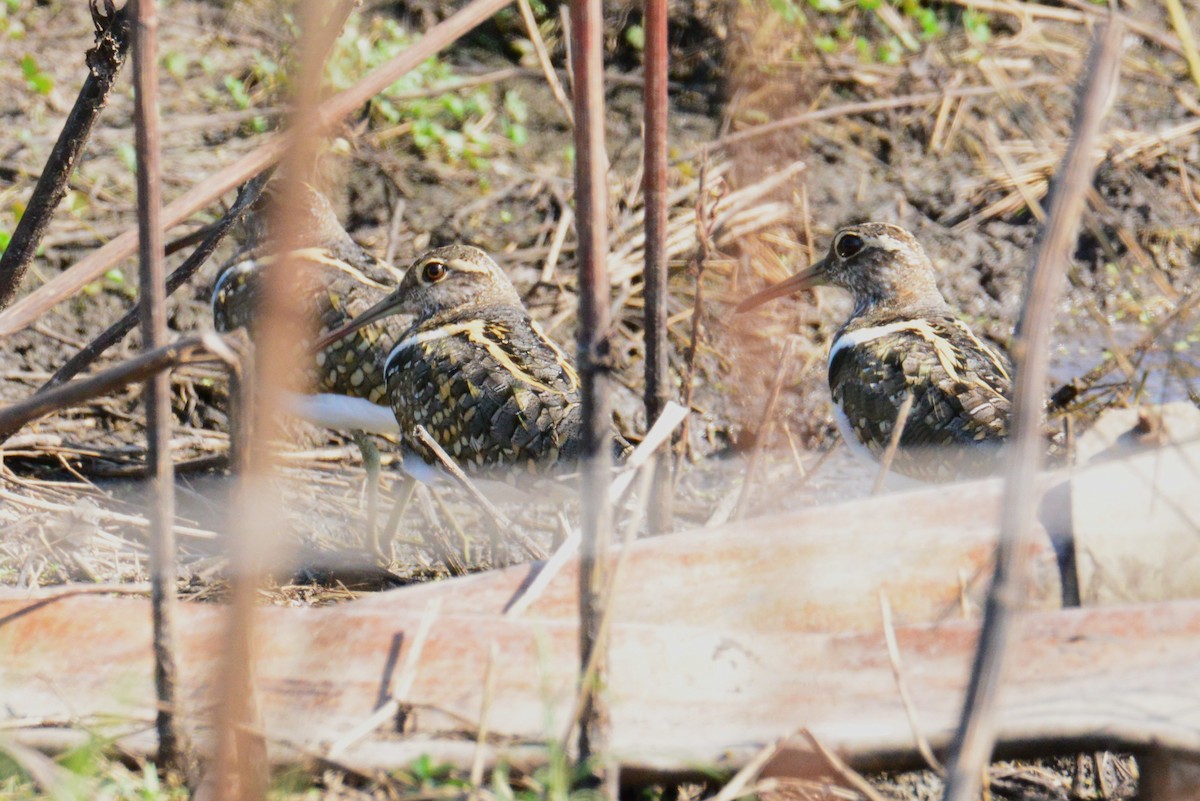 Australian Painted-Snipe - ML646886564