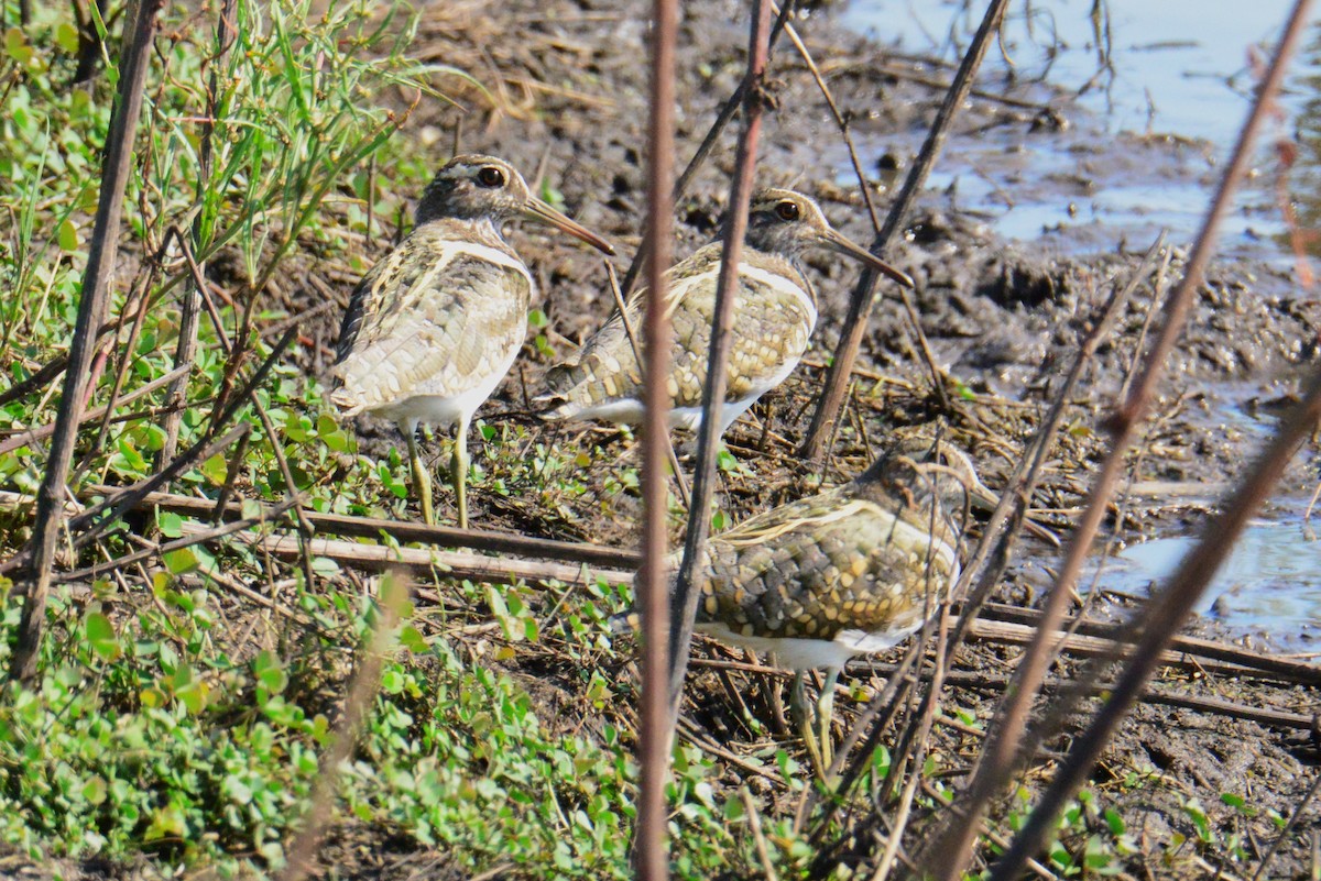 Australian Painted-Snipe - ML646886565
