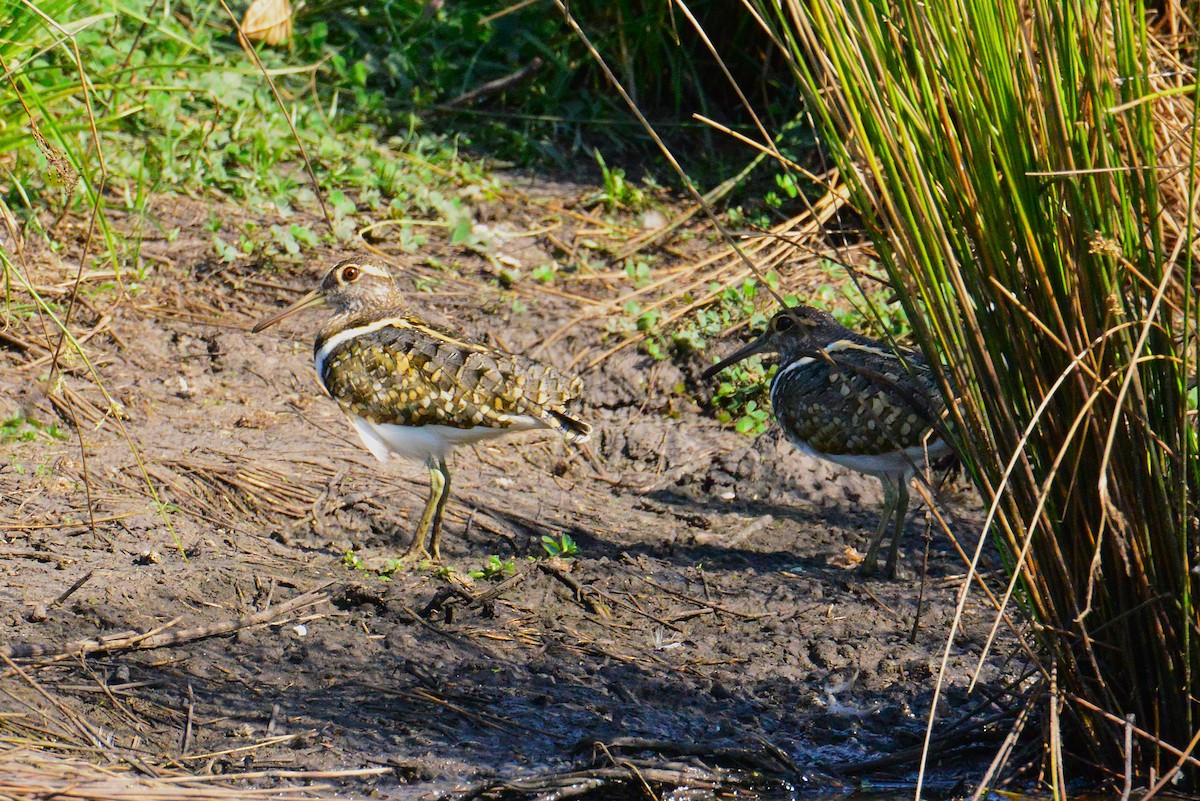 Australian Painted-Snipe - ML646886566