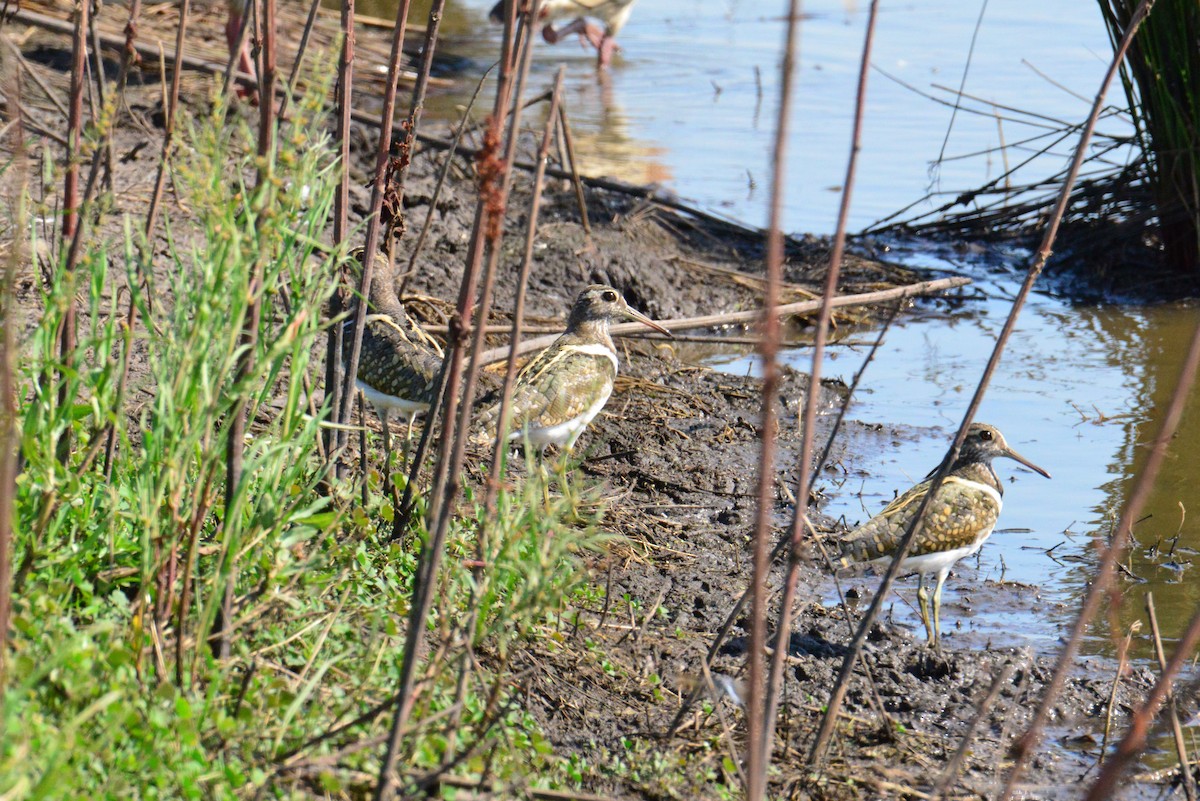 Australian Painted-Snipe - ML646886567