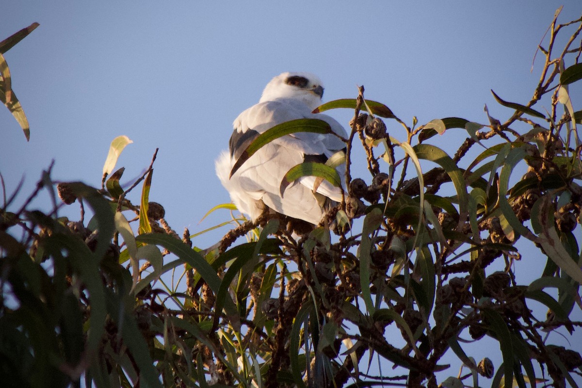 White-tailed Kite - ML646886571