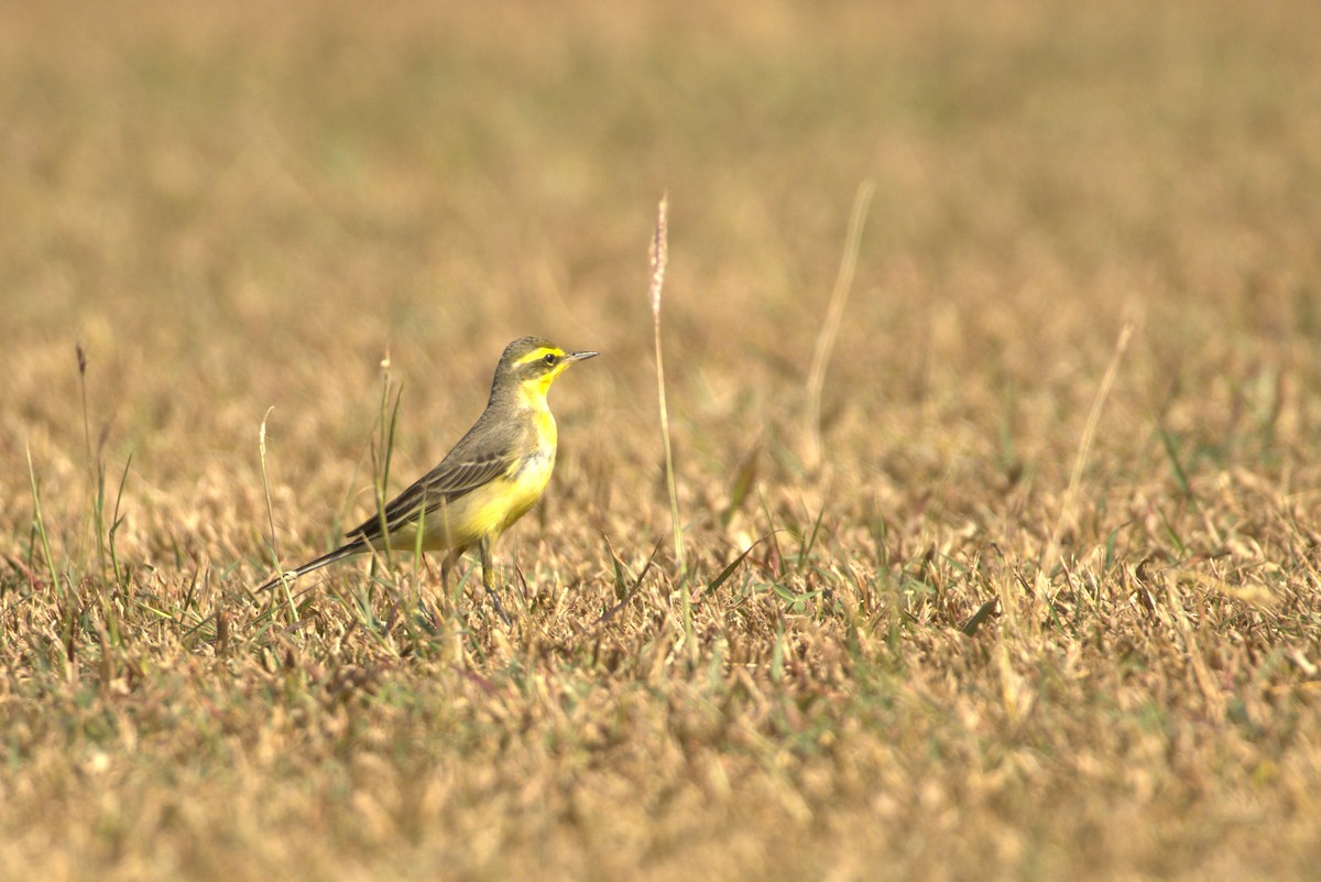 Eastern Yellow Wagtail - ML646886573