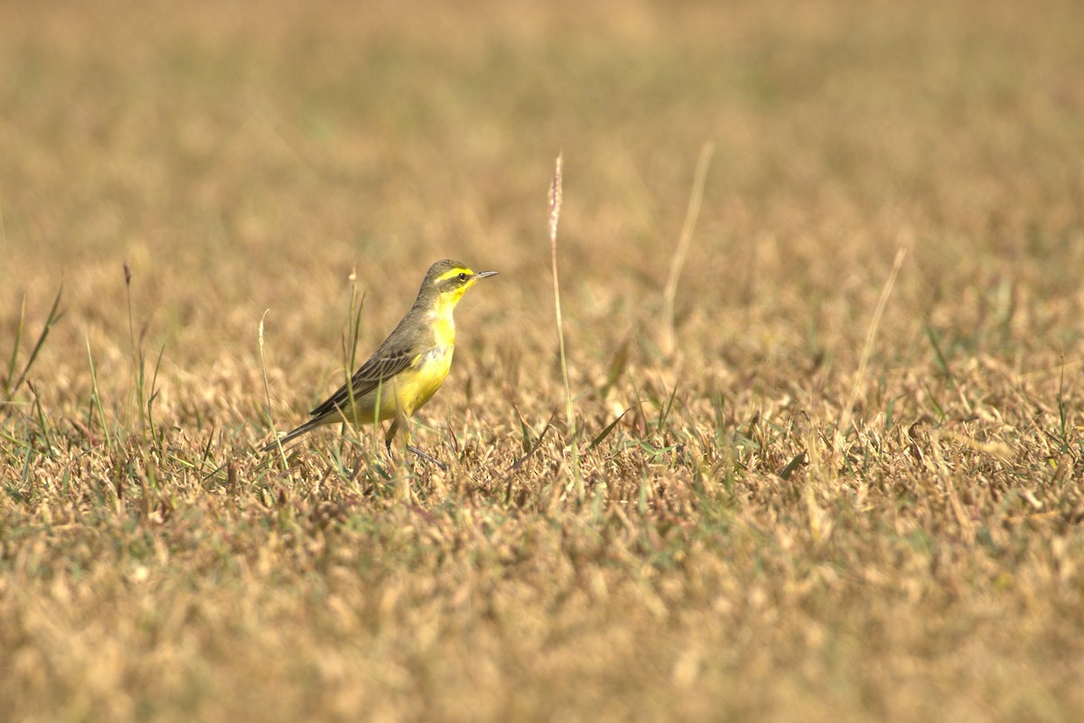 Eastern Yellow Wagtail - ML646886574