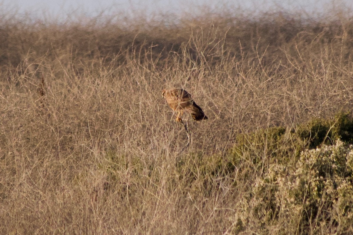 Mirotz zuri iparramerikarra - ML646886576