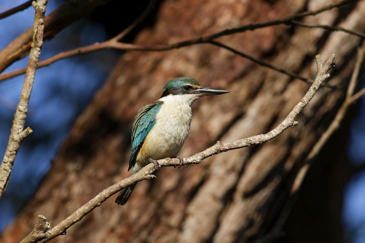 Sacred Kingfisher - ML646886577