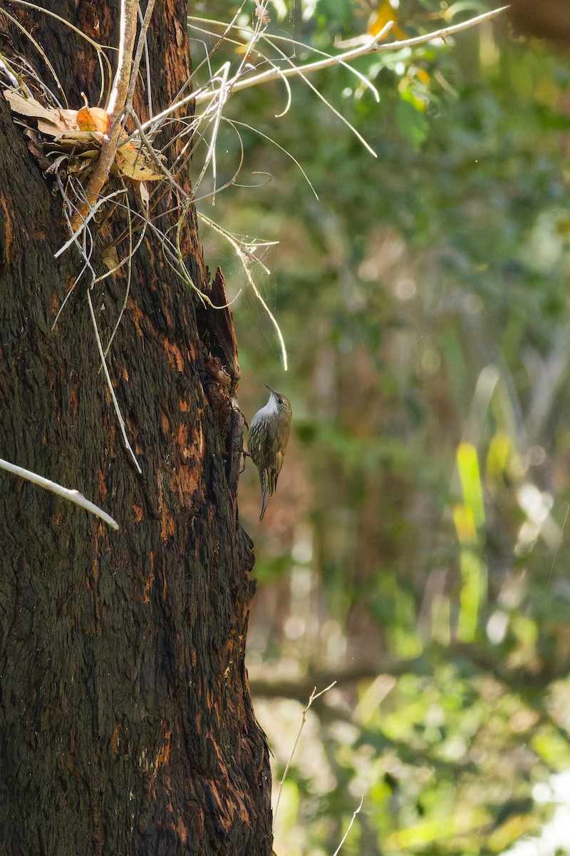 White-throated Treecreeper - ML646886578