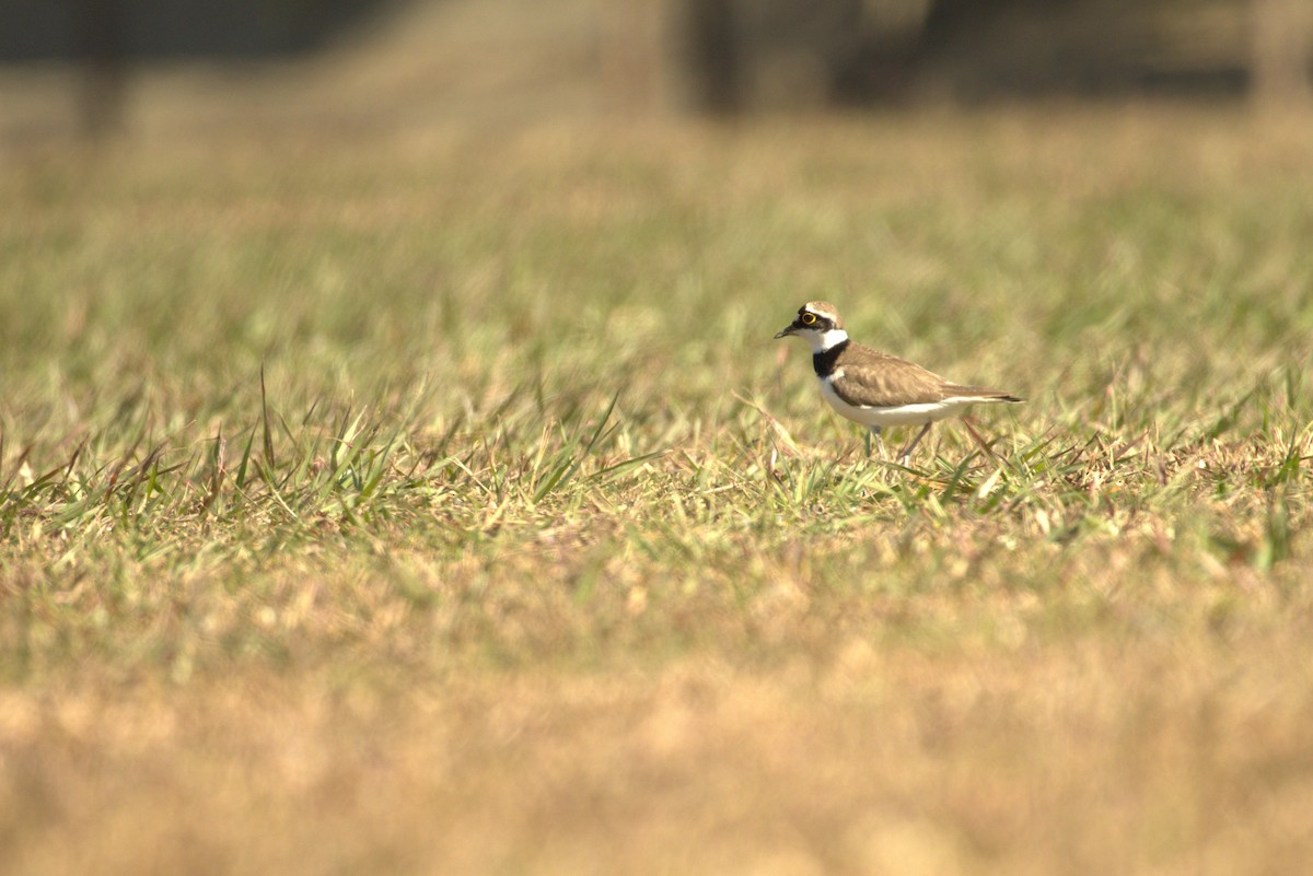 Little Ringed Plover - ML646886579