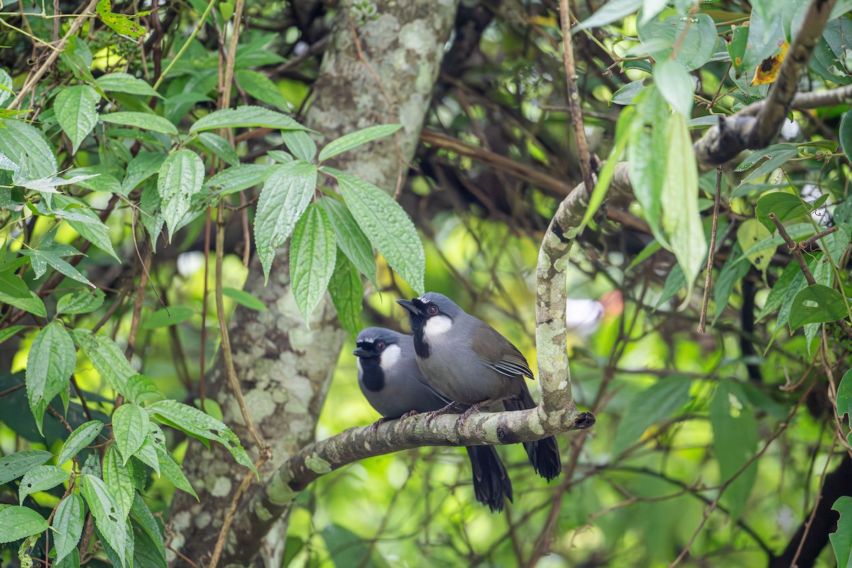 Black-throated Laughingthrush - ML646886580