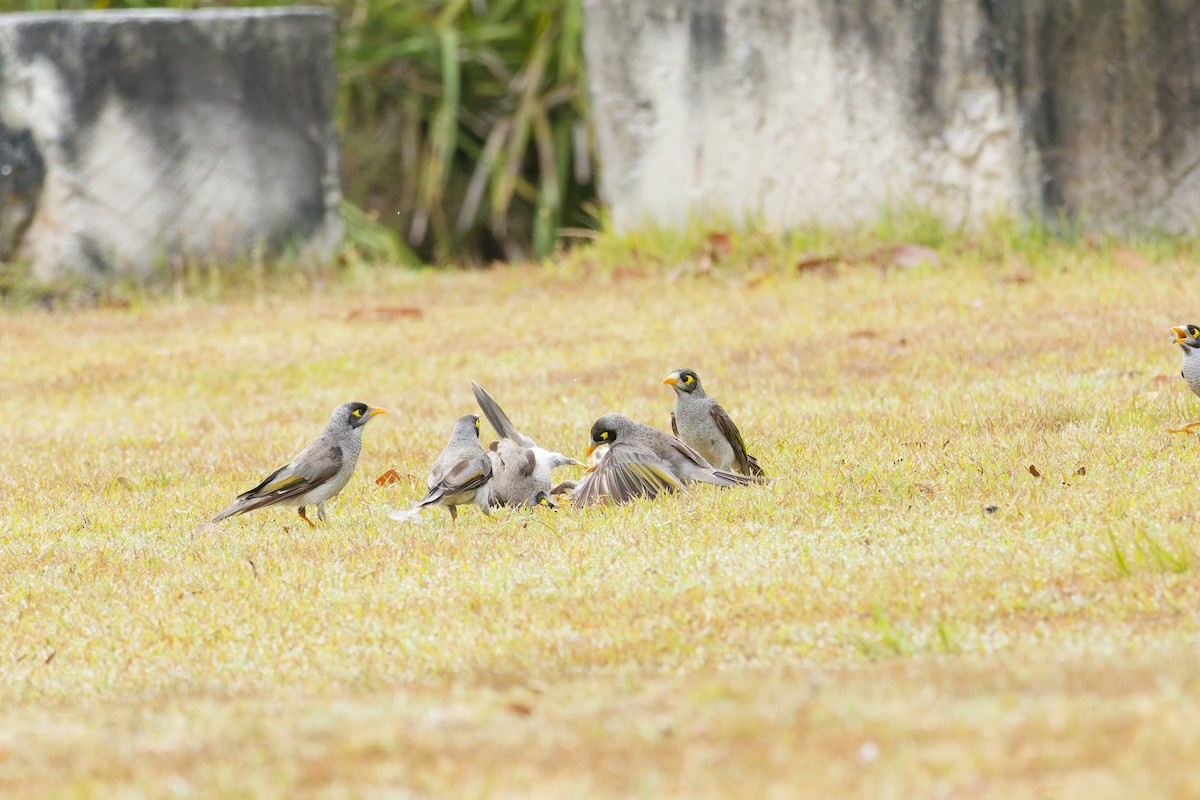 Noisy Miner - ML646886581