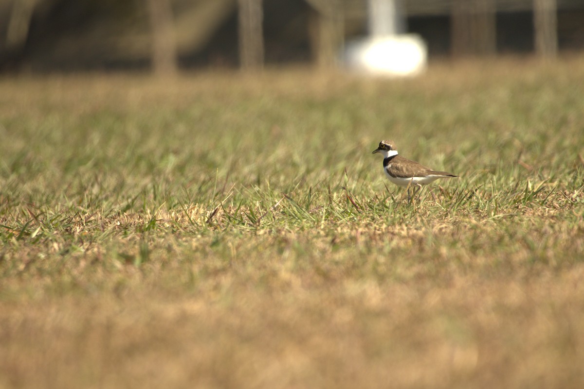 Little Ringed Plover - ML646886582