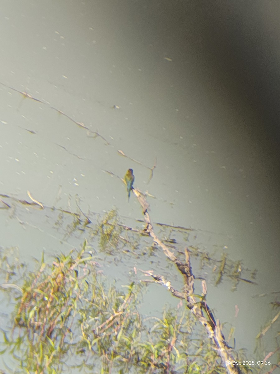 Blue-tailed Bee-eater - ML646886583