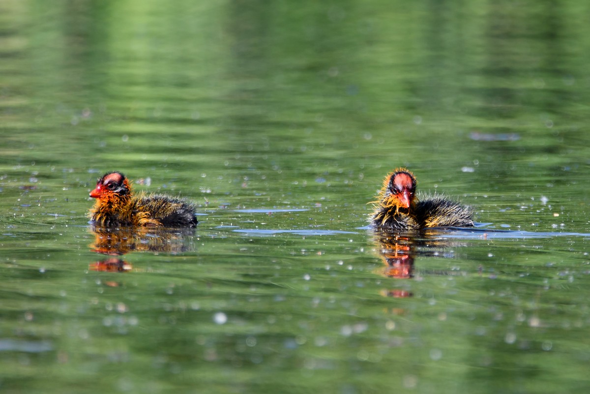 Лиска американська - ML646886584