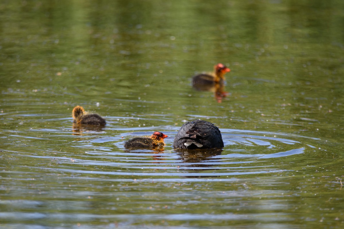 Лиска американська - ML646886585