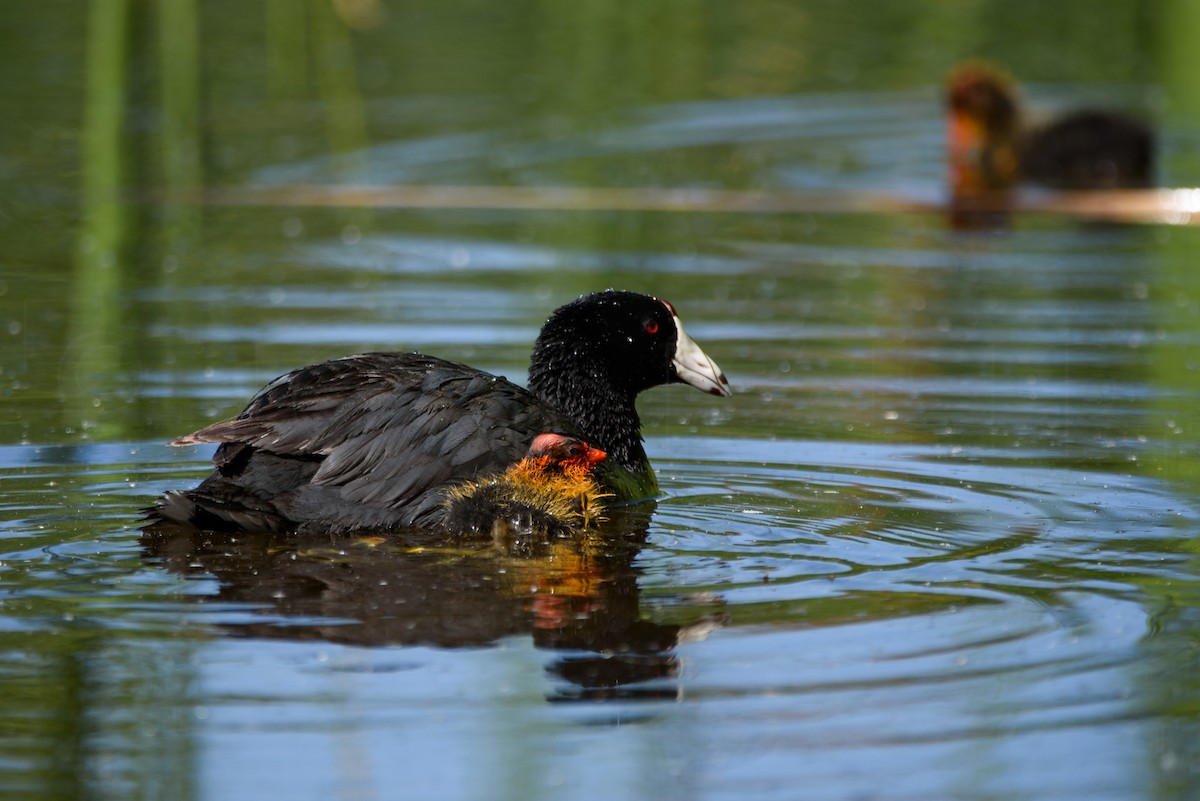 Лиска американська - ML646886586