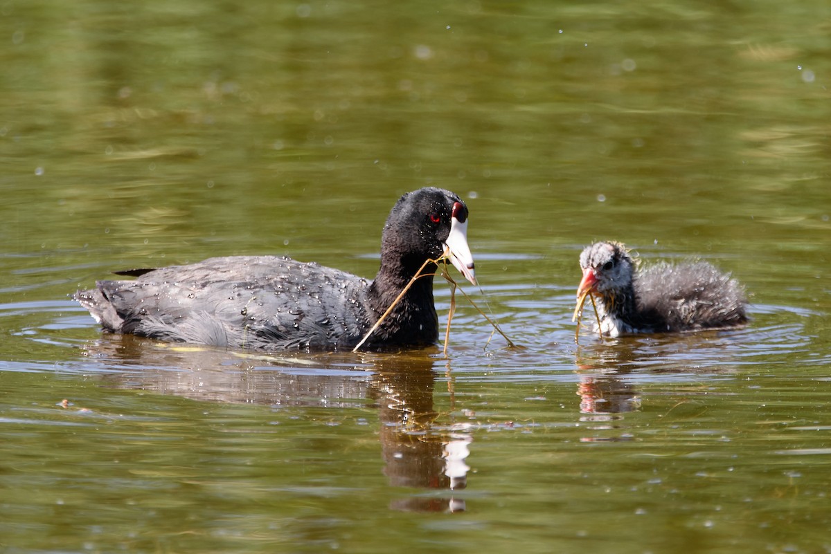 Лиска американська - ML646886587