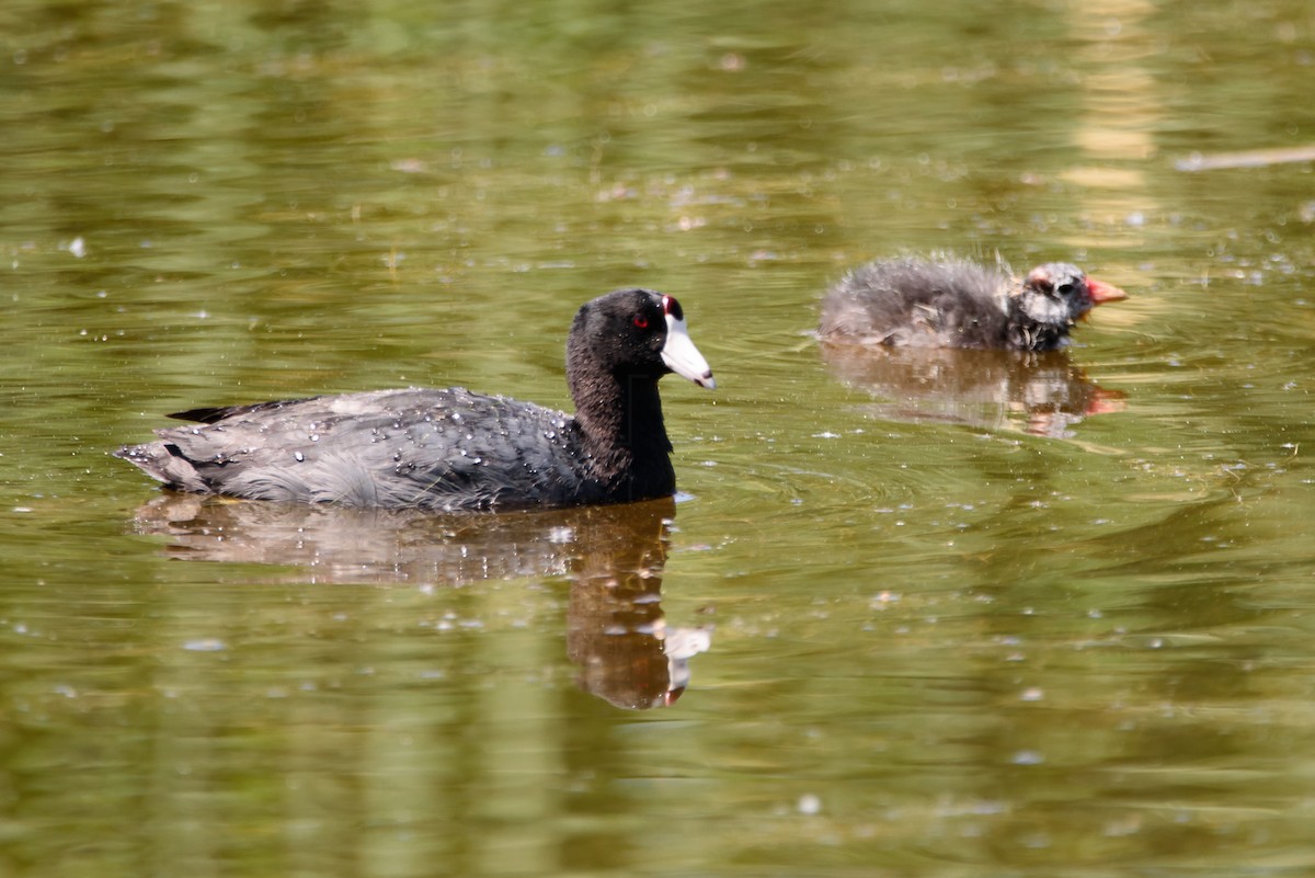 Лиска американська - ML646886588