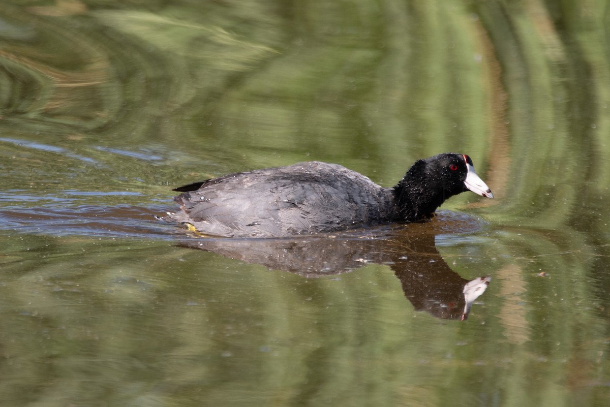 Лиска американська - ML646886589