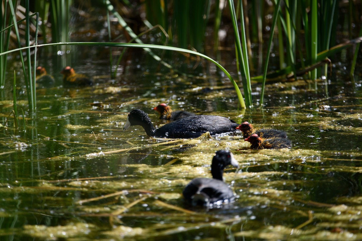 Лиска американська - ML646886590