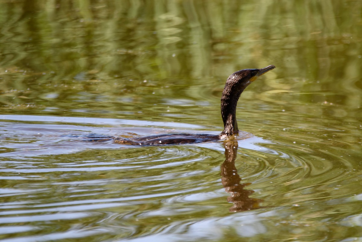 Neotropic Cormorant - ML646886592