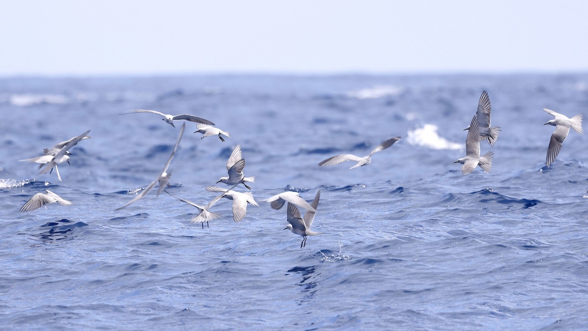 Gray Noddy - ML646886593