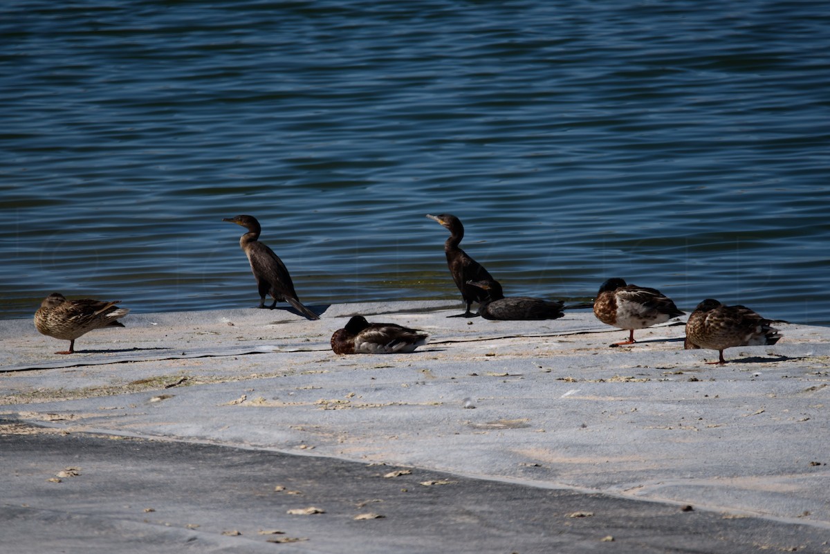 Mallard - ML646886594