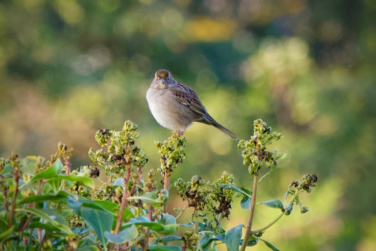Golden-crowned Sparrow - ML646886595
