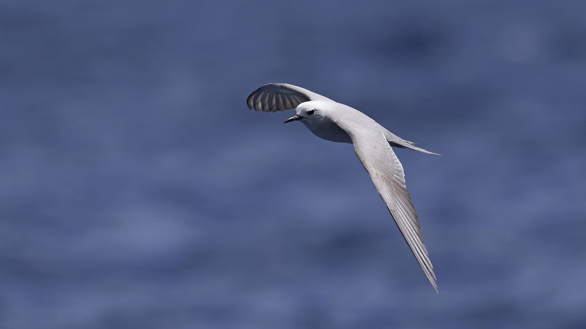 Gray Noddy - ML646886597