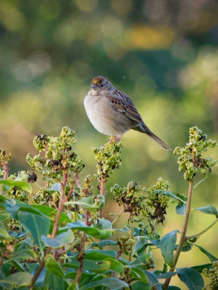 Golden-crowned Sparrow - ML646886599