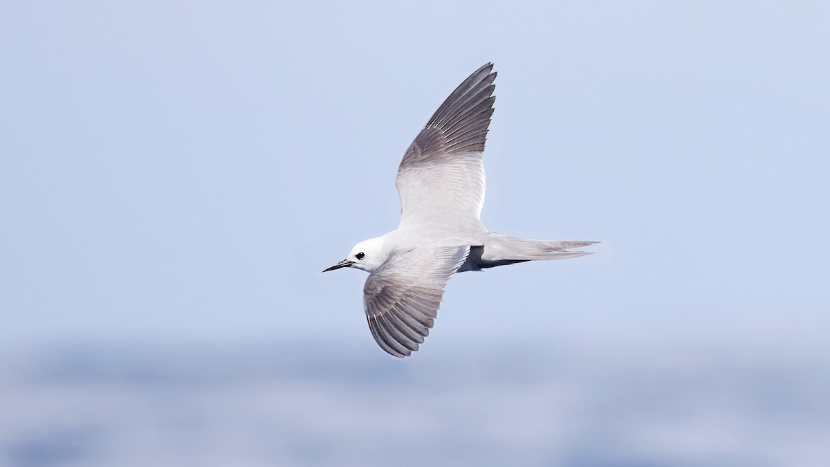 Gray Noddy - ML646886601